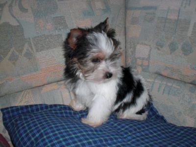 reinrassige Biewer Yorkshire Terrier a la pom pon