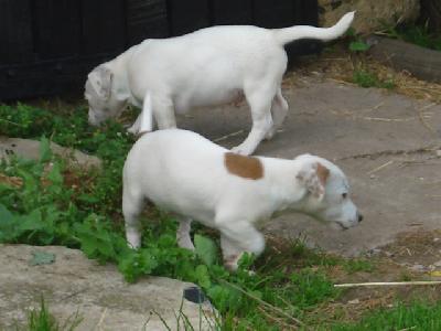 magnifiques chiots Jack Russell a donner 
