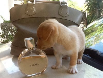  chihuahua recherche une famille 