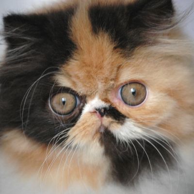 superbes chatons persan loof