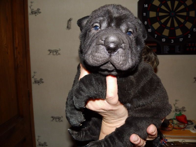 Superbes chiots shar-pei à reserver