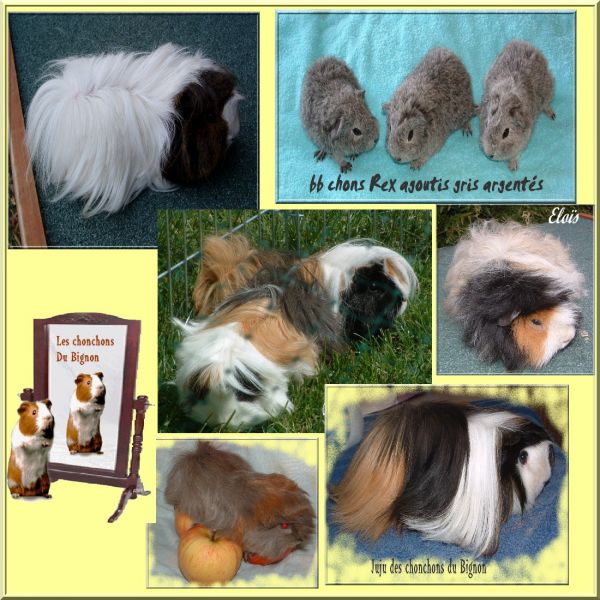 Lapins nains  et cochons d'inde pure race élevés en famille