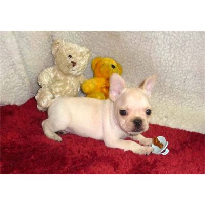 chiot bouledogue français à donner 