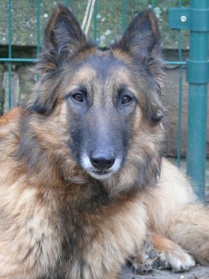 Chiots Berger Belge Tervueren