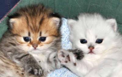Chatons Persan Chinchilla et golden