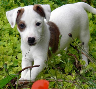 Chiots type Jack Russell pour adoption.