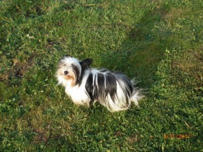 Biewer Yorkshire Terrier Hündin