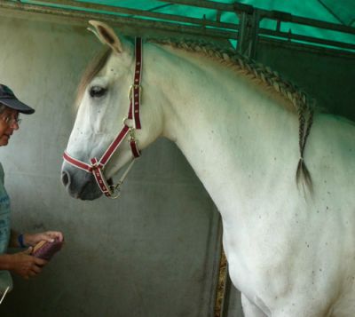 jolie Jument de 3ans Devlinn