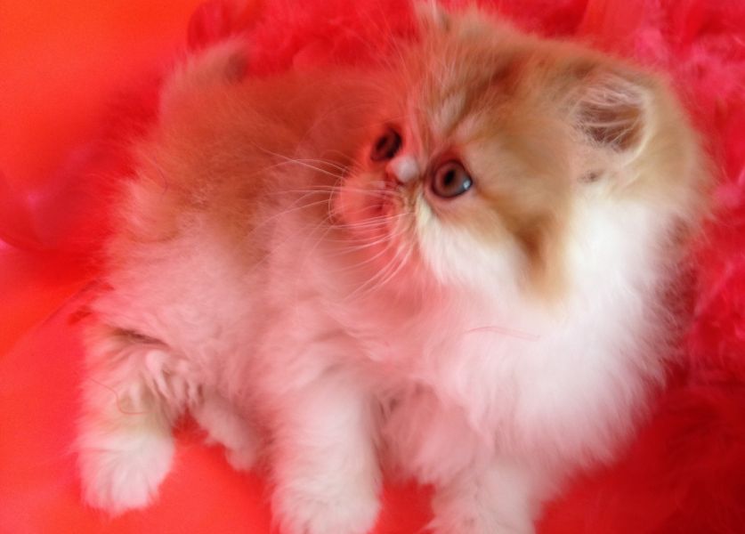 Chaton persan