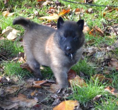 bb types Berger Belge Tervueren