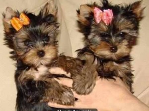 Yorkie cachorros dulces disponibles (westcott1232@gmail.com)