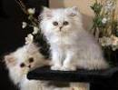 don de deux chatons chinchilla