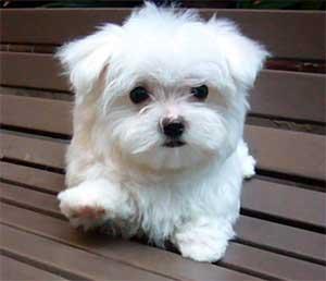 Magnifiques chiots Bichon maltais LOF
