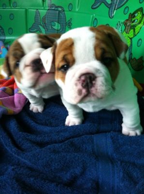 Adorable chiots type bulldog anglais disponibles .