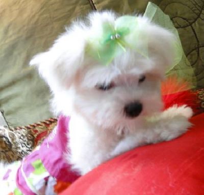 Adorable chiot de race Bichon Maltais