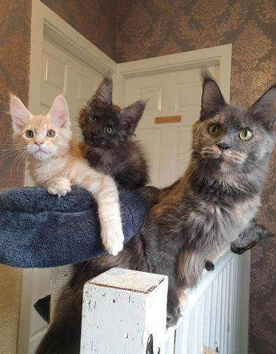 Maine Coon Kittens