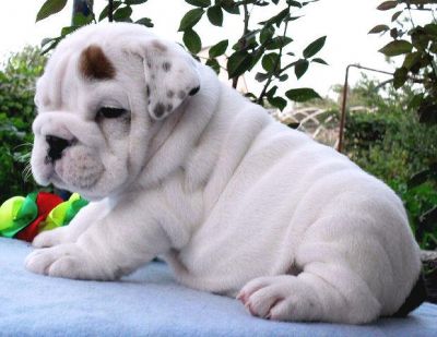  Chiots bulldog anglais non Lof disponible