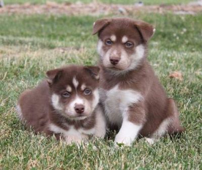 husky de siberie à donner