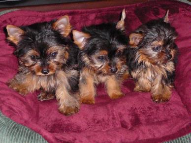 Yorkshire accouplement 1.7 lbs noir et feu