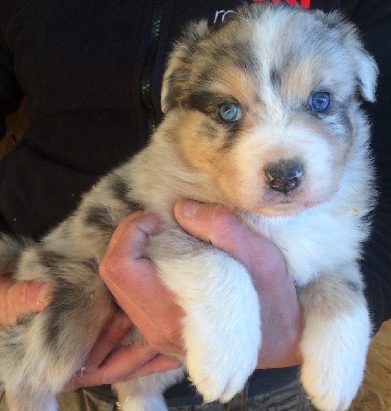 A donner chiot type berger australien femelle