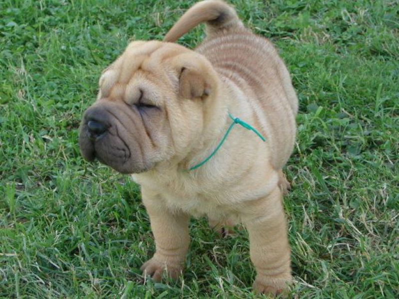 2 magnifiques chiots pure race shar pei .