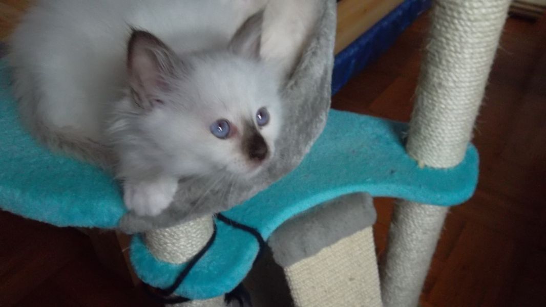 Chatons Sacré de Birmanie L.O.O.F