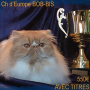 Mâle Persan Ch.Europe loof***.