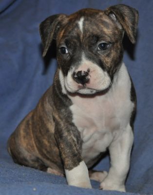 Chiots american staffordshire terrier / amstaff