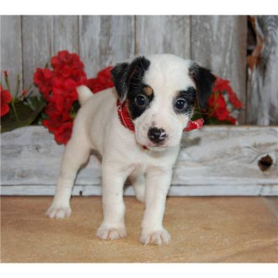 don de mon chiot jack russell contre bons soins