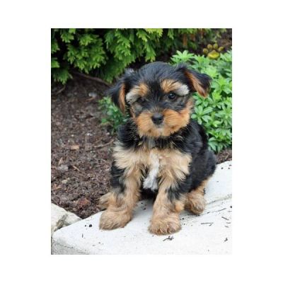 MINI CHIOT YORKSHIRE 