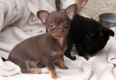 magnifique couple chihuahua a donner  