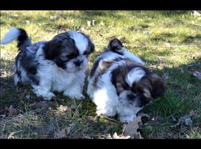Tres beaux bebes Shih-tzu disponible