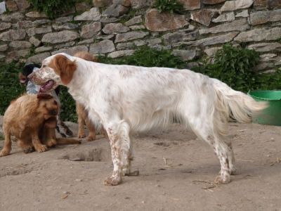 Vends 7 chiots Setter Anglais LOF nés le 29 septembre 2011