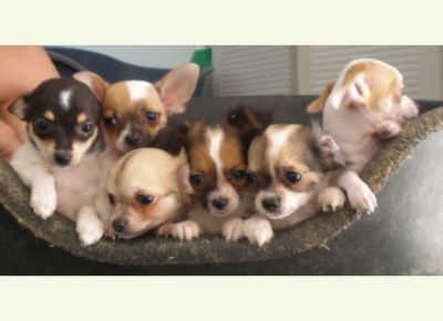 Superbes bebes chihuahua disponibles.