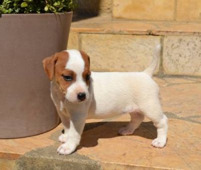  chiots jack russell a donner