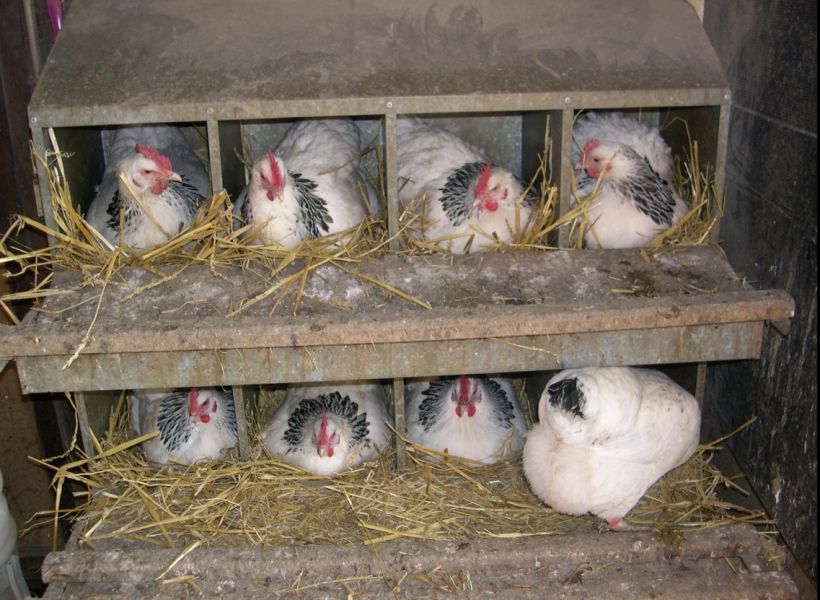 Coqs et oeufs de race bourbonnais (pure race française)