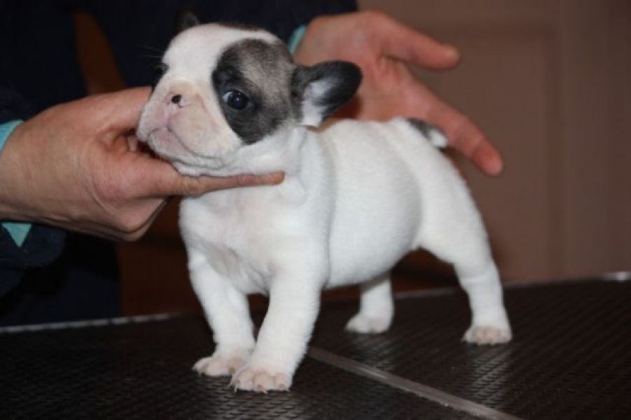 A Donner chiot type bouledogue français Mâle