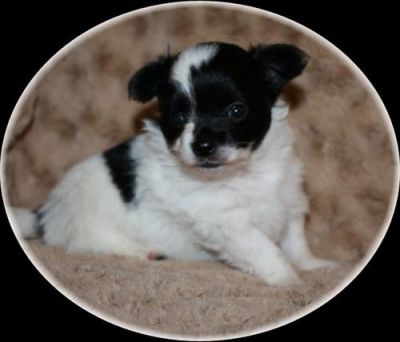 Chiots chihuahua pour adoption