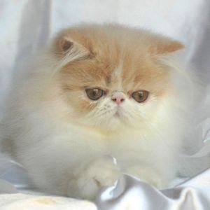 CHATONS PERSANS LOOF.