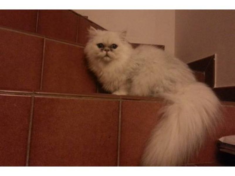 Joli mâle Persan Black Chinchilla LOOF