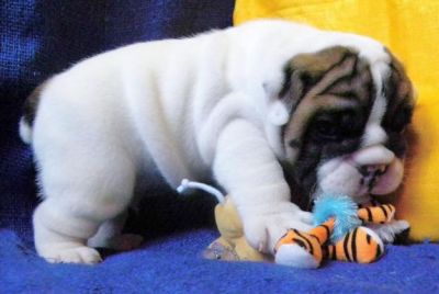  Chiots bulldog anglais non Lof disponible