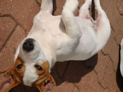 magnifique chiot type jack russel