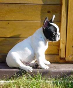 Chiot bouledogue français L.O.F