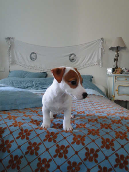 Chiot type jack russel femelle non lof à céder 
