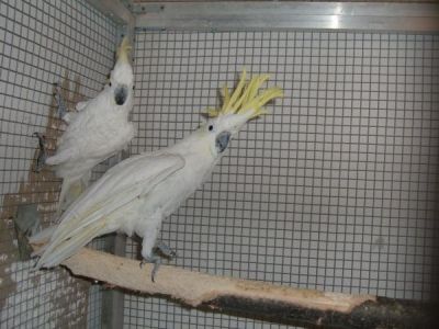 Chiot bouledogue francais et perroquets à donner.