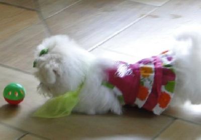 Adorable chiot de race Bichon Maltais