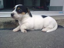 Chiot mâle jack russel Lof