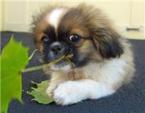 a dorable chiot pékinois pour adoption