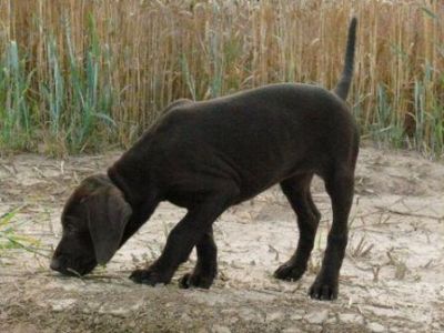 Chiots braques Allemand à réserver
