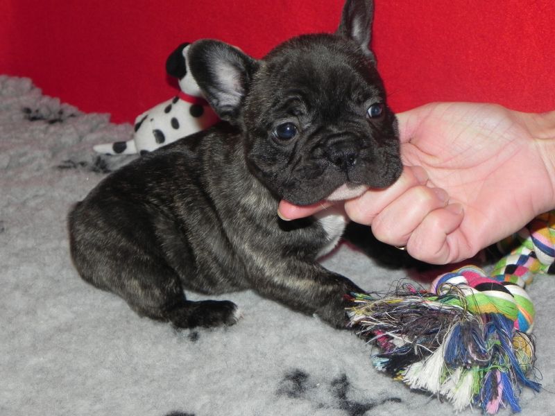 Chiots bouledogue français lof